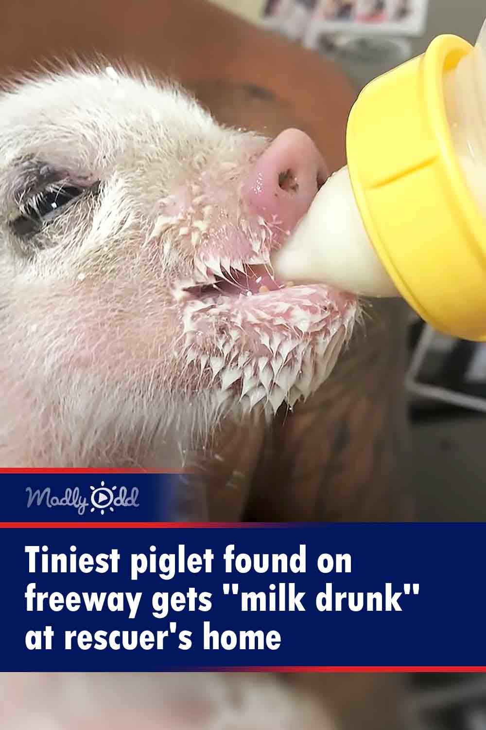 Tiniest piglet found on freeway gets \