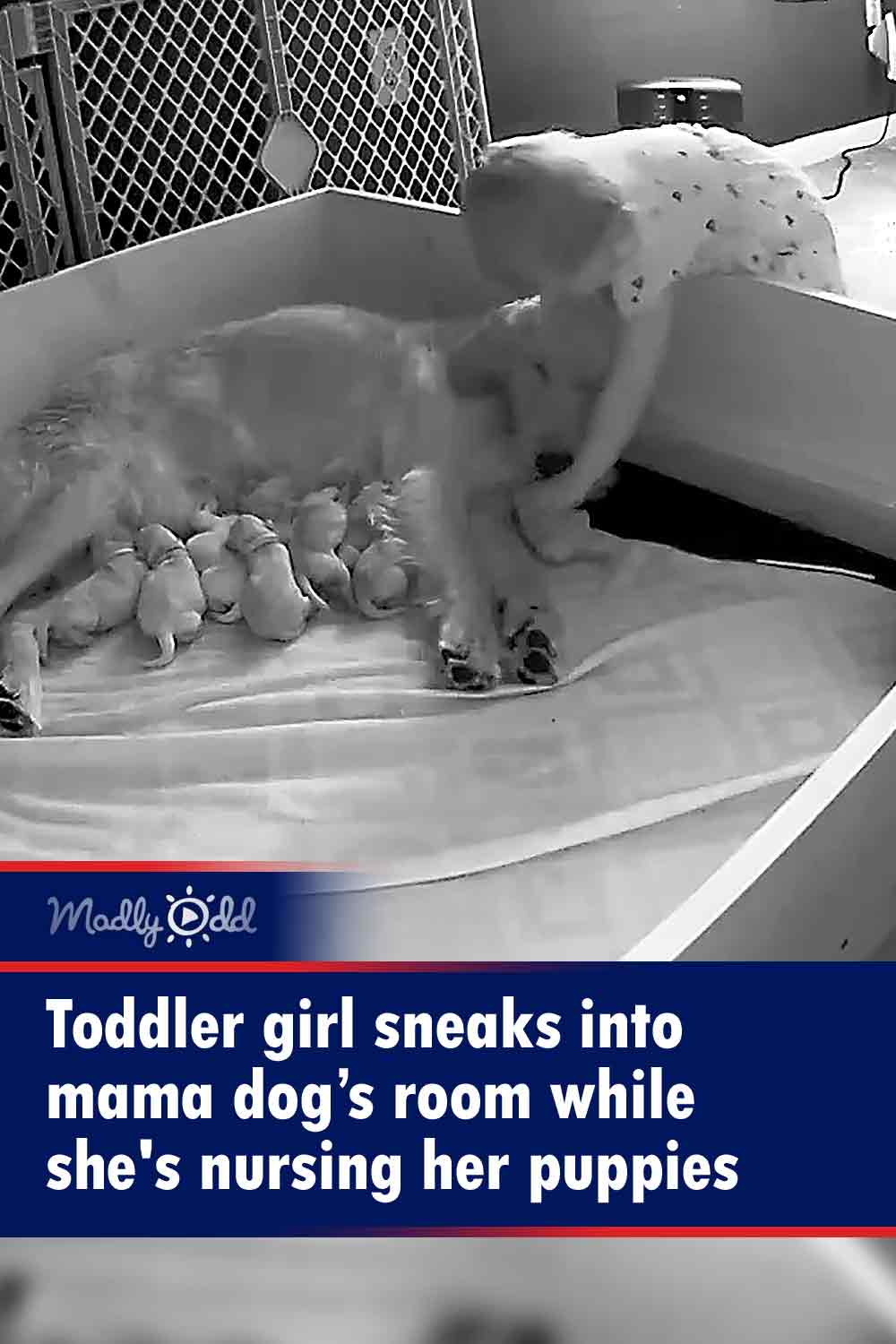 Toddler girl sneaks into mama dog’s room while she\'s nursing her puppies