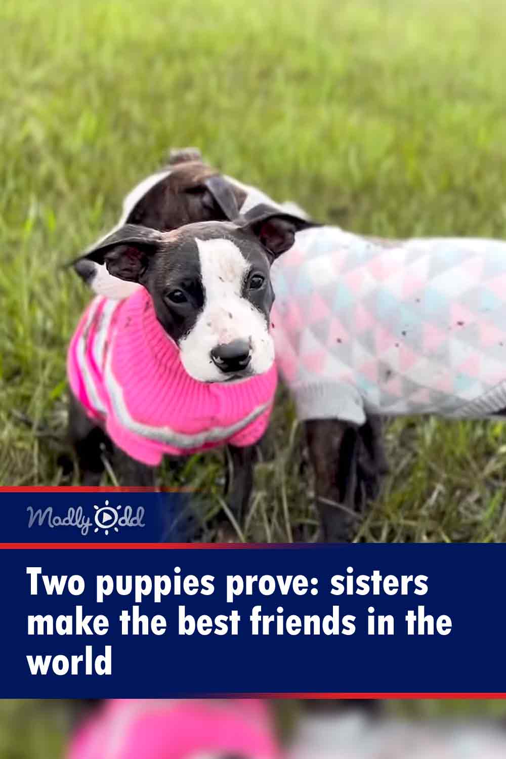 Two puppies prove: sisters make the best friends in the world