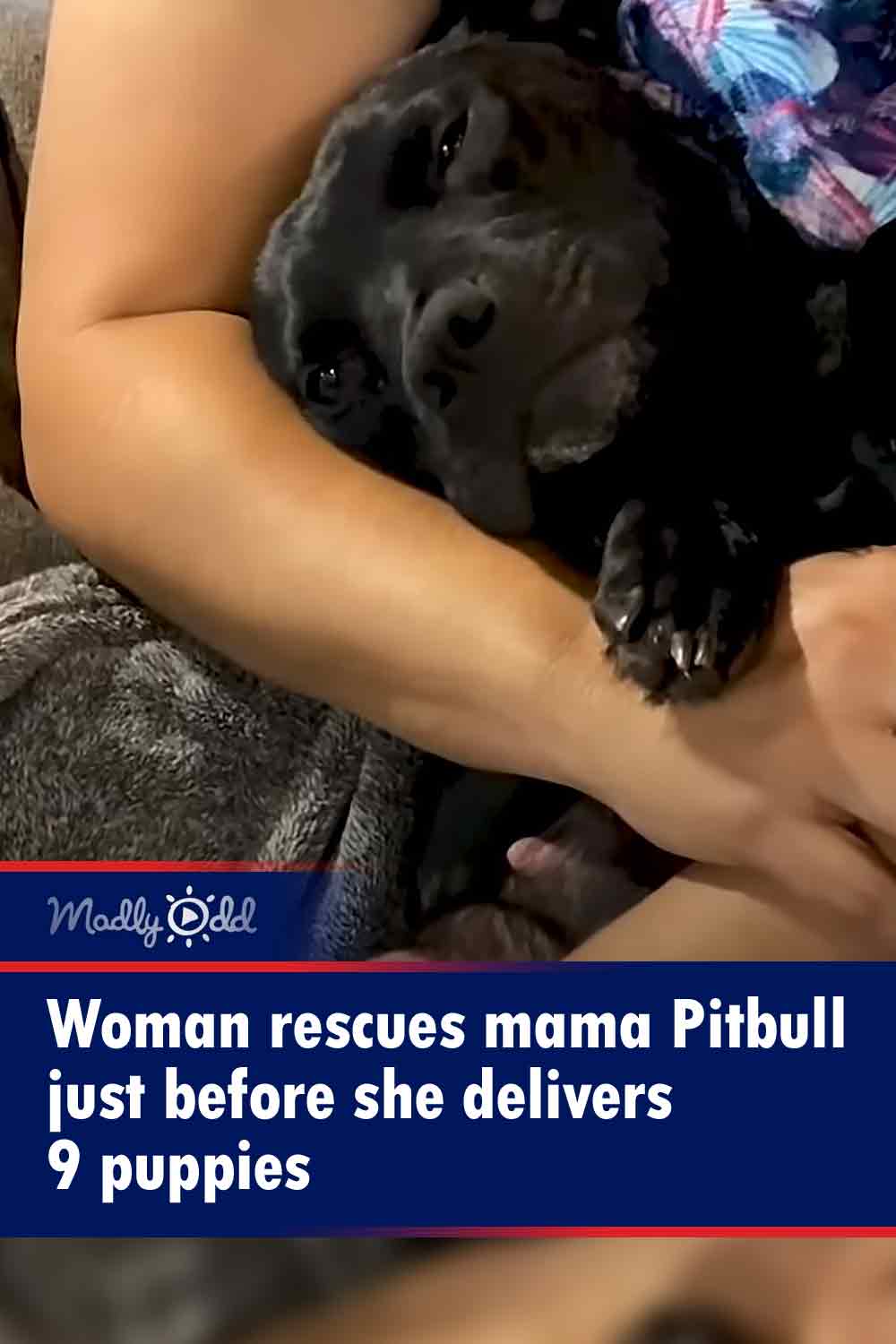 Woman rescues mama Pitbull just before she delivers 9 puppies