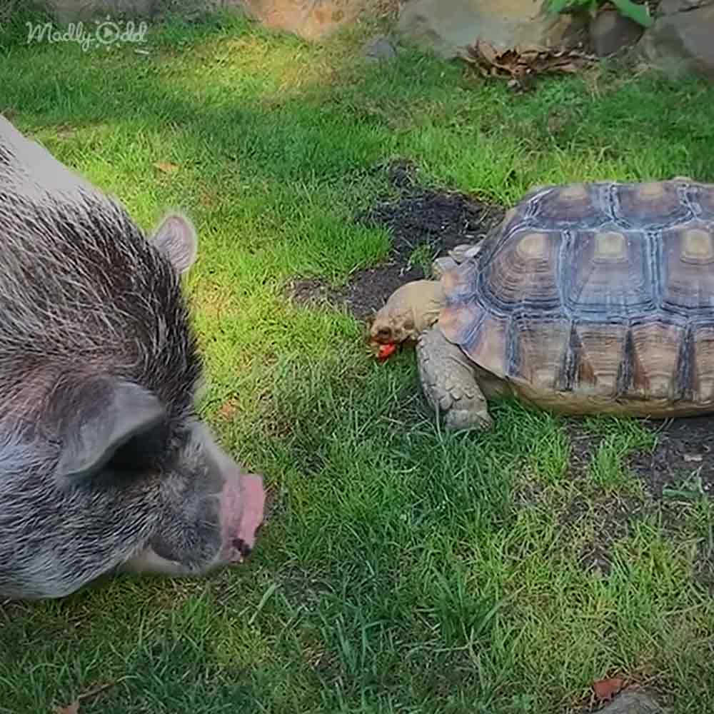 Cute piggy and gorgeous tortoise