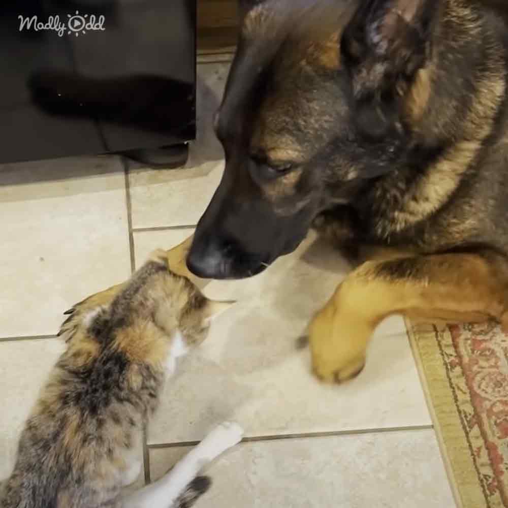 Adorable cat and giant dog