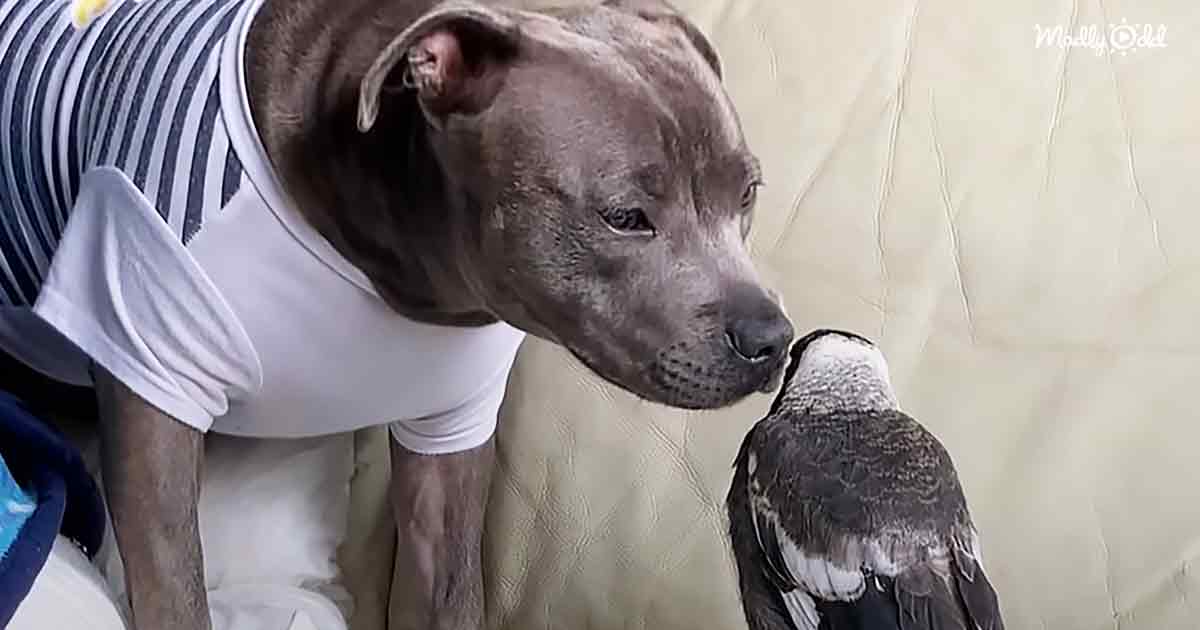 Mama Pittie and Magpie