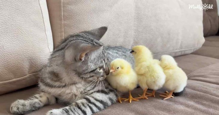 Sweet kitty and baby chicks