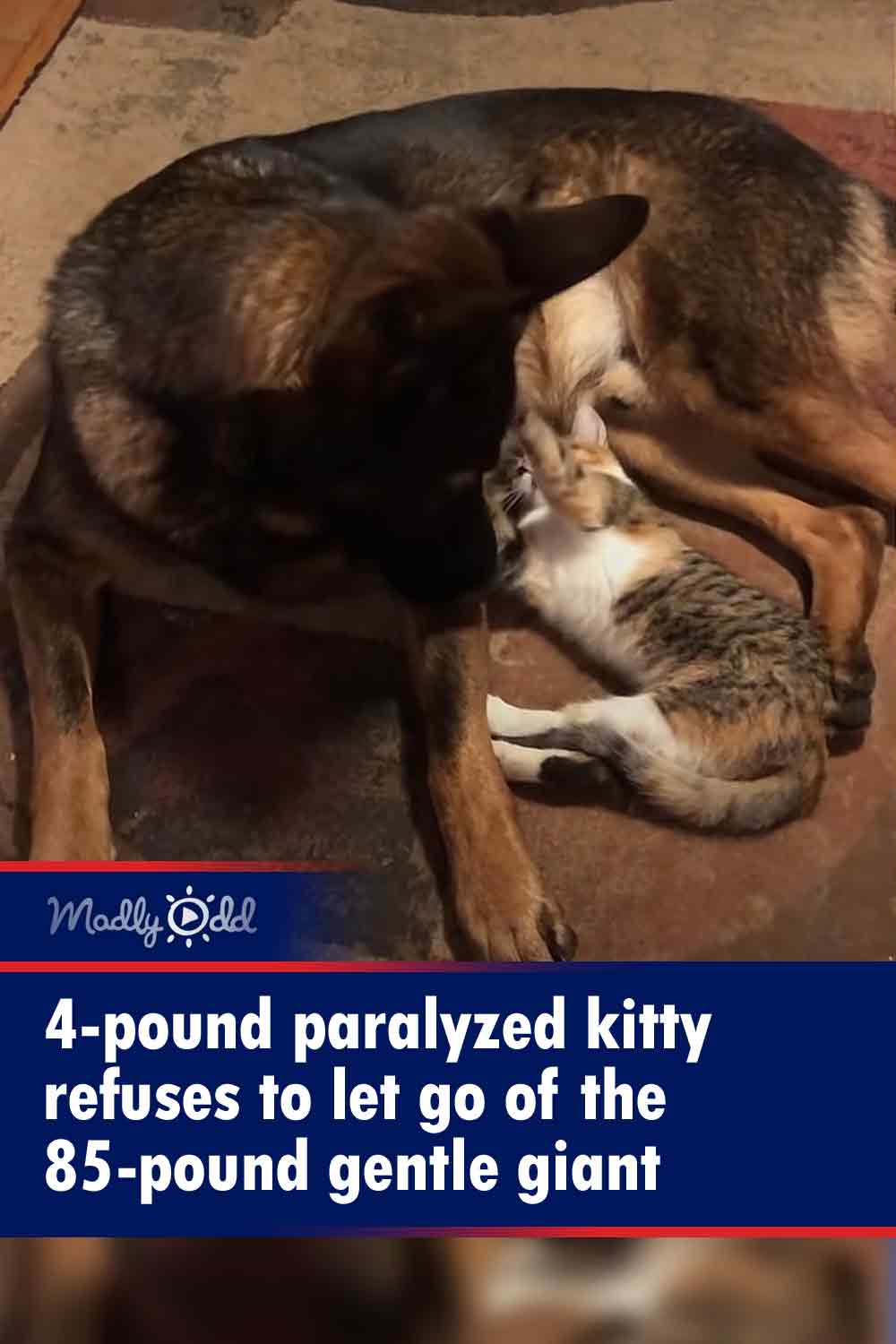 4-pound paralyzed kitty refuses to let go of the 85-pound gentle giant
