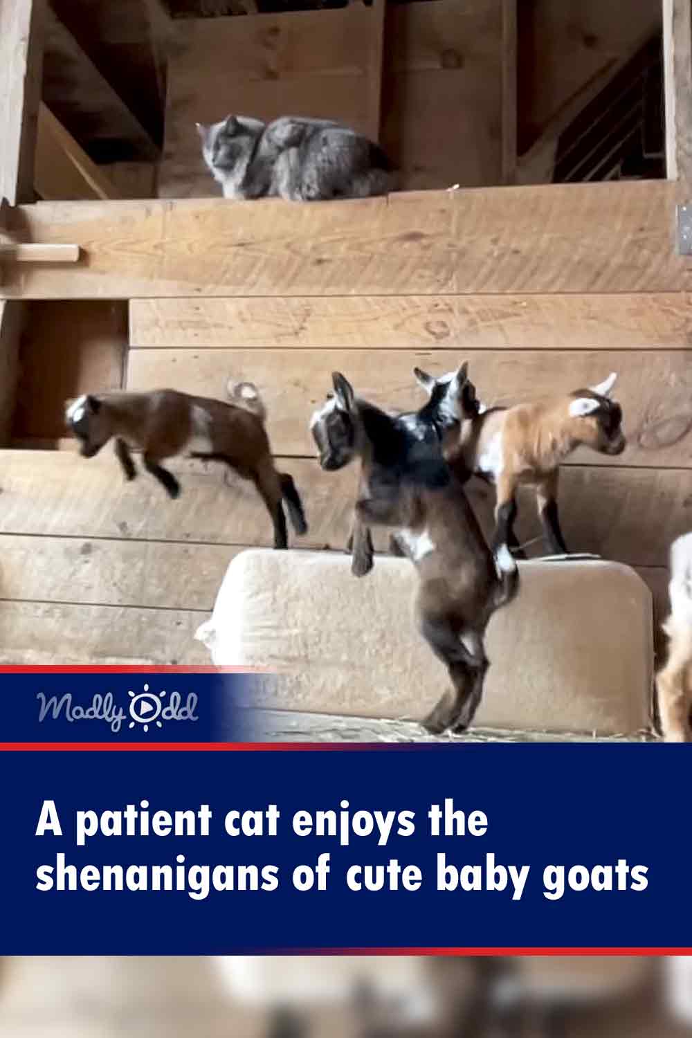 A patient cat enjoys the shenanigans of cute baby goats