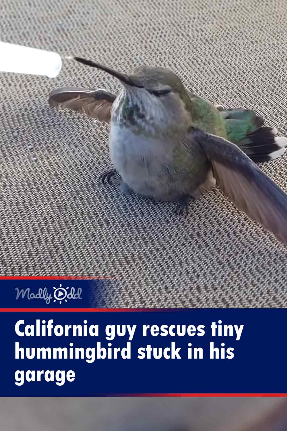 California guy rescues tiny hummingbird stuck in his garage