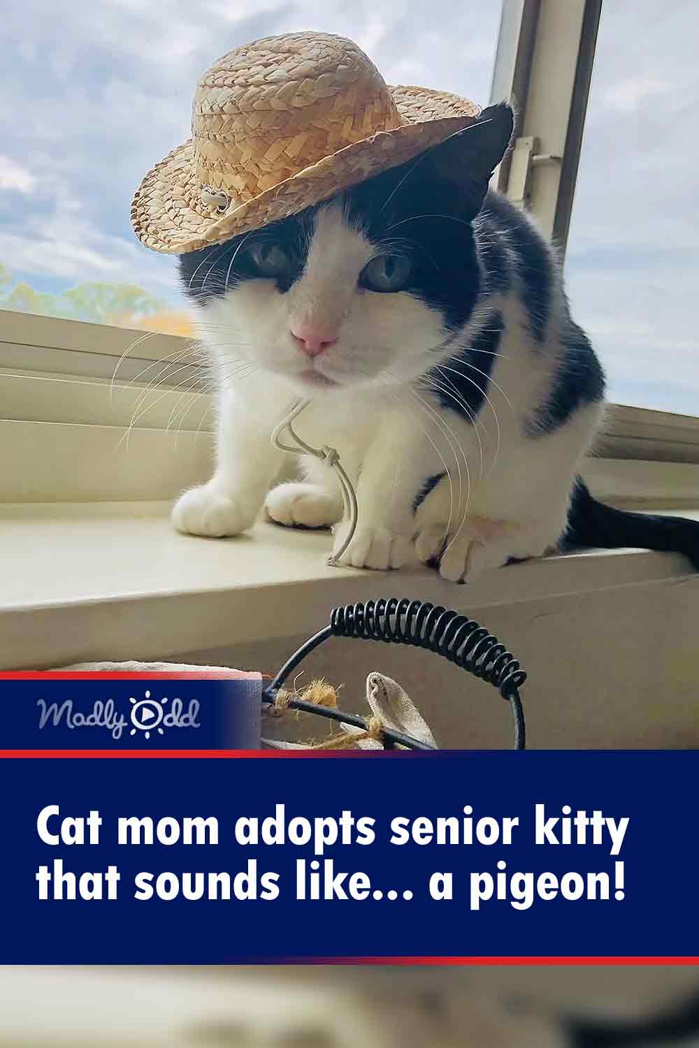 Cat mom adopts senior kitty that sounds like... a pigeon!