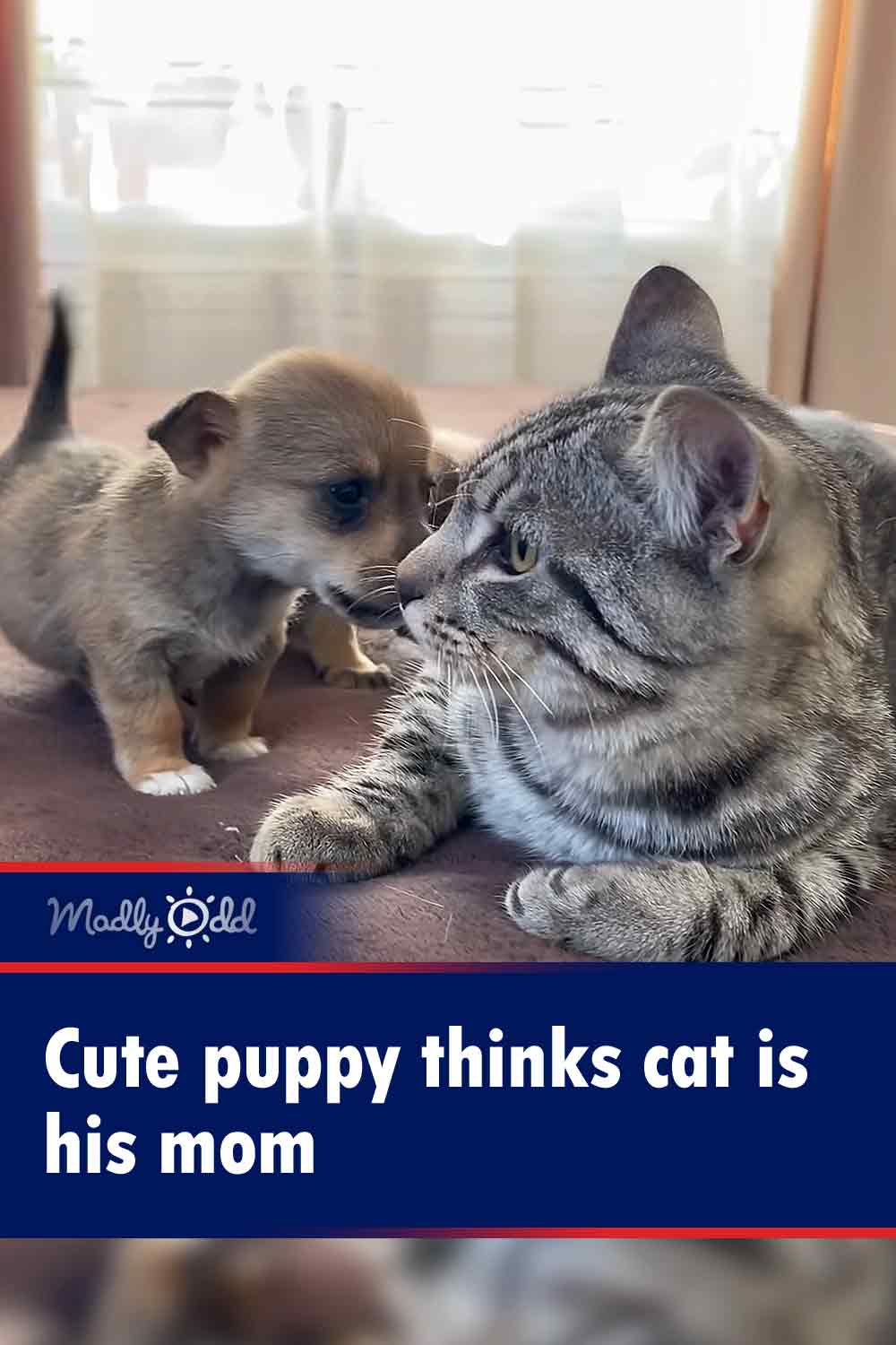 Cute puppy thinks cat is his mom