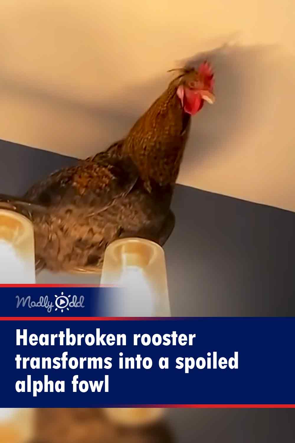 Heartbroken rooster transforms into a spoiled alpha fowl