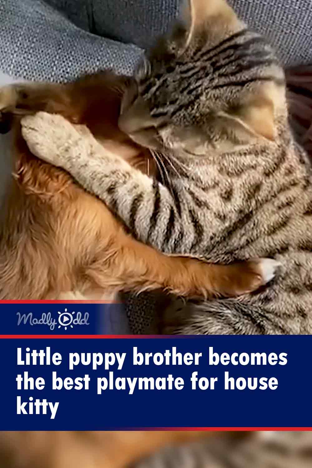 Little puppy brother becomes the best playmate for house kitty