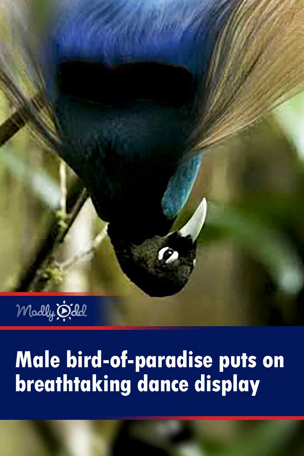 Male bird-of-paradise puts on breathtaking dance display