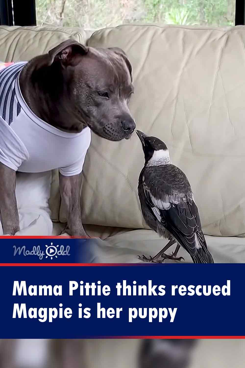 Mama Pittie thinks rescued Magpie is her puppy
