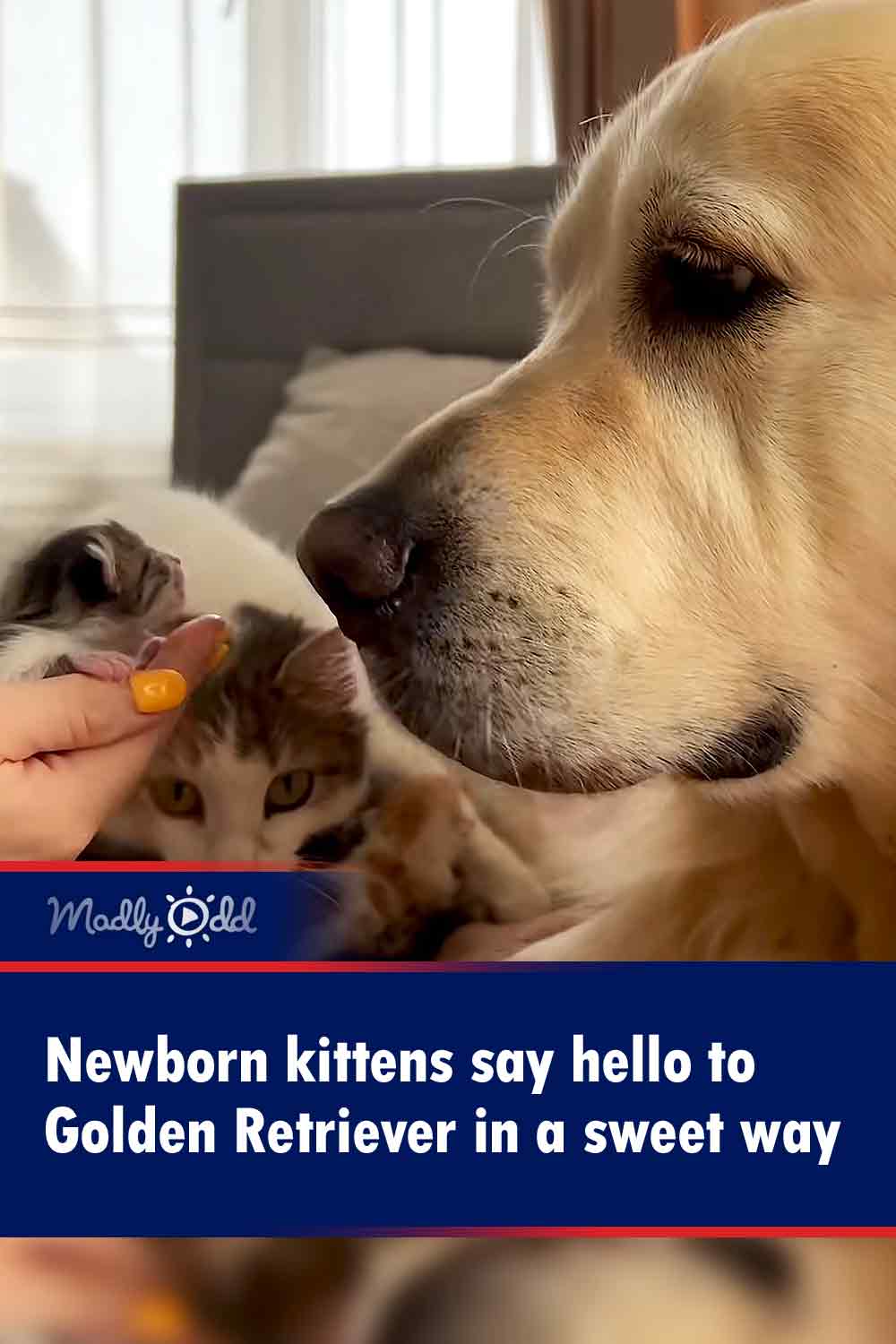 Newborn kittens say hello to Golden Retriever in a sweet way
