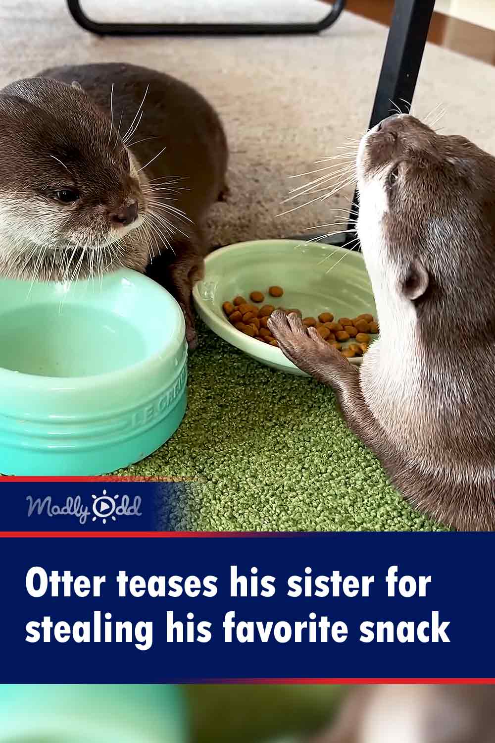Otter teases his sister for stealing his favorite snack