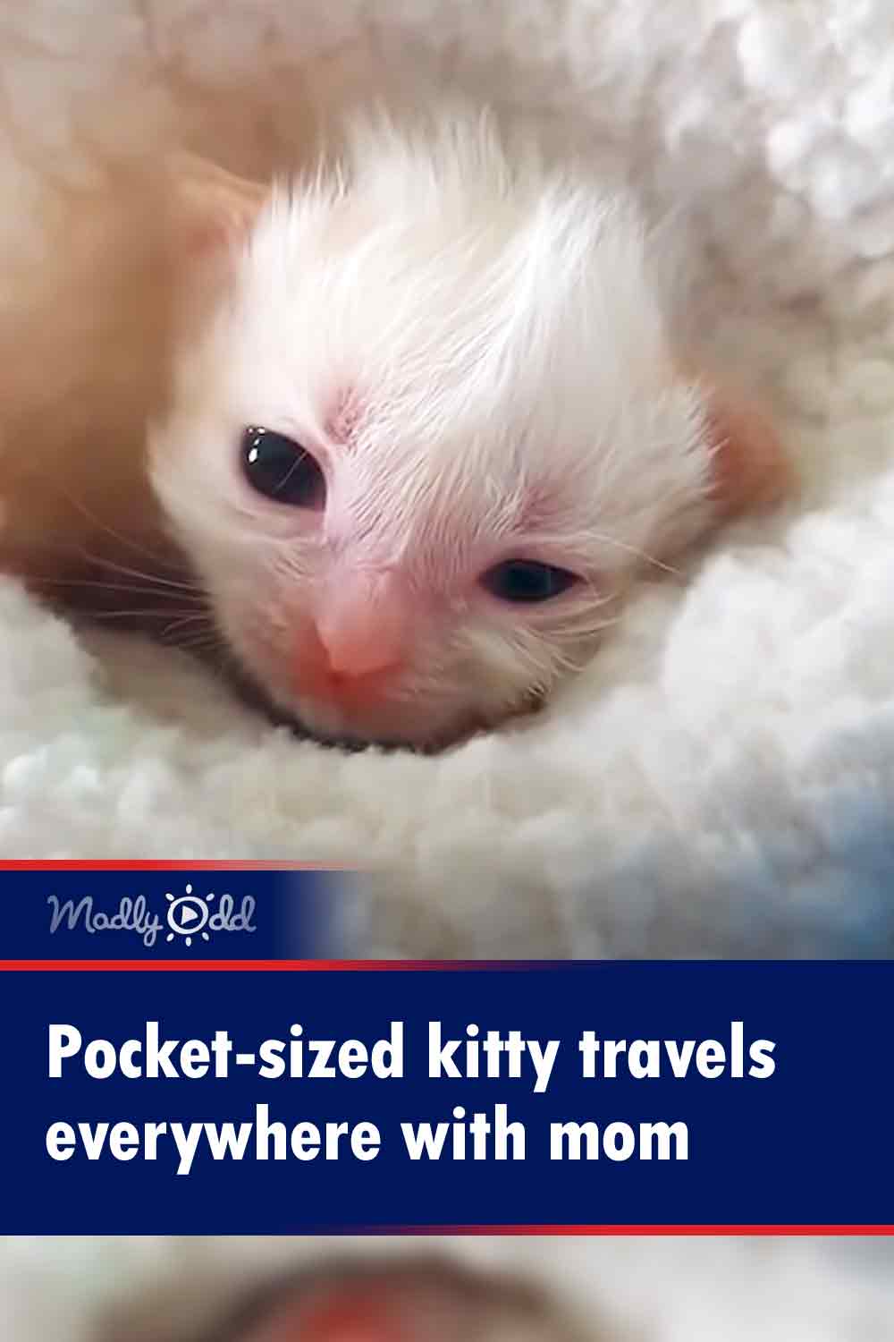 Pocket-sized kitty travels everywhere with mom