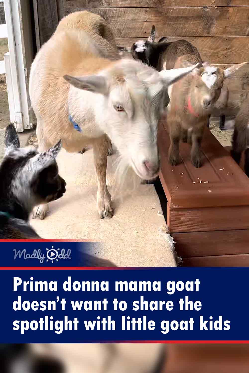 Prima donna mama goat doesn’t want to share the spotlight with little goat kids