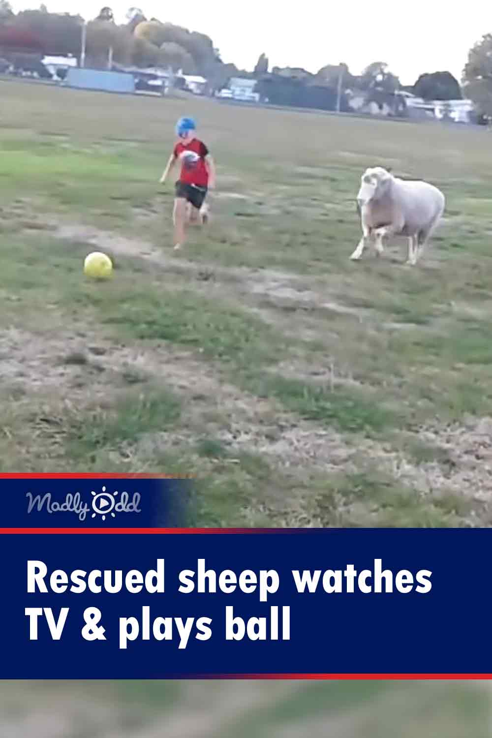 Rescued sheep watches TV & plays ball