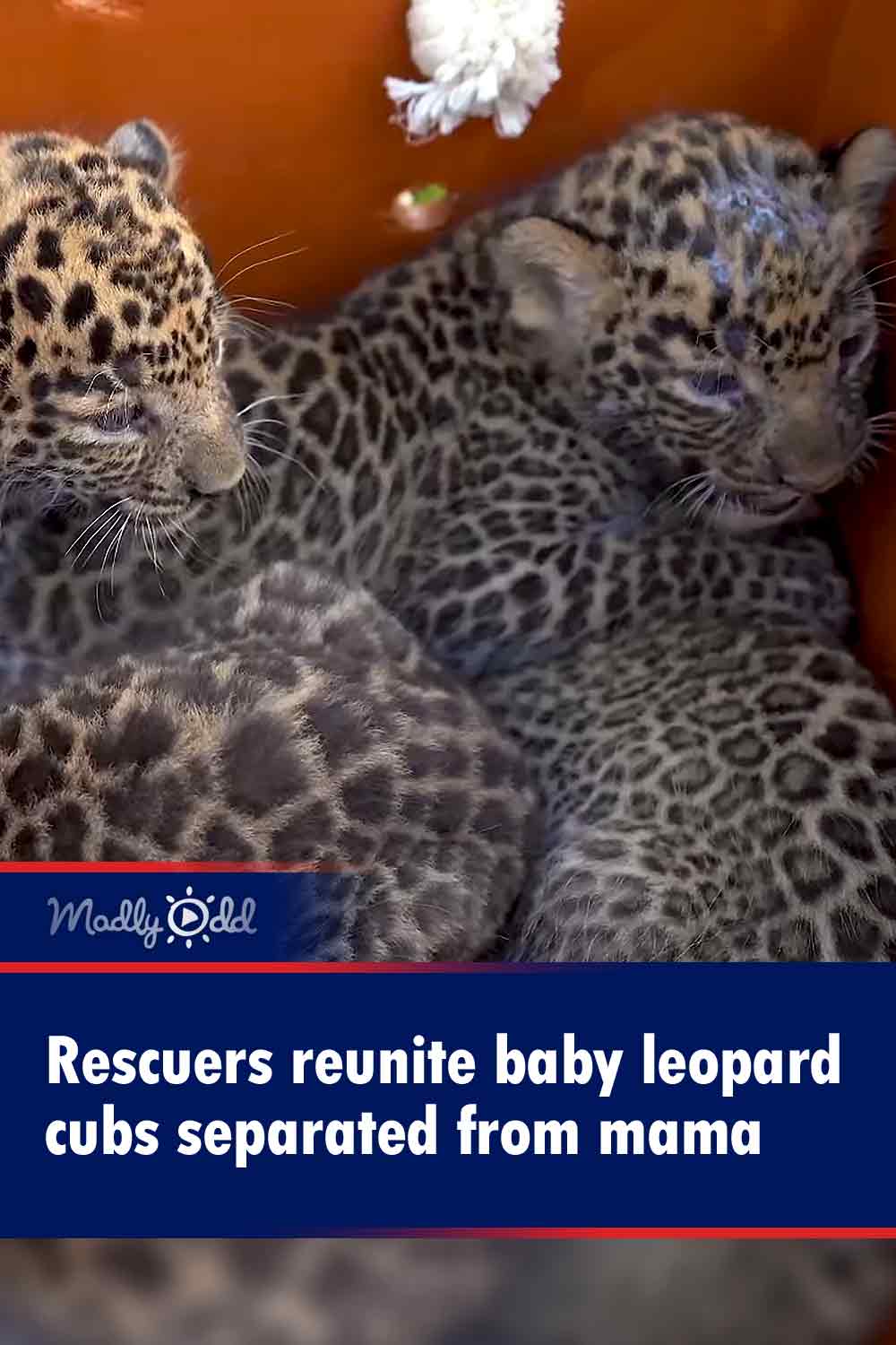 Rescuers reunite baby leopard cubs separated from mama