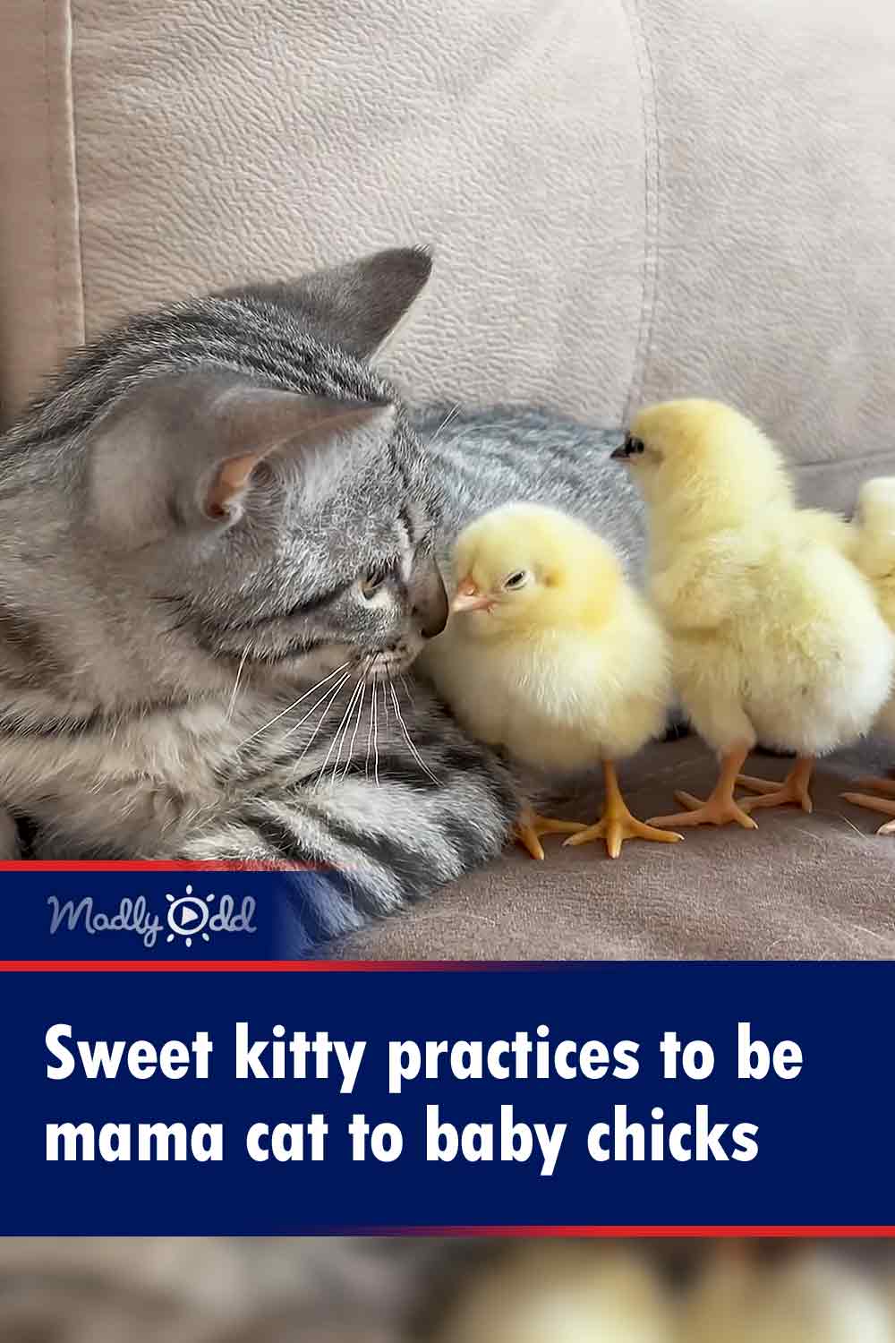 Sweet kitty practices to be mama cat to baby chicks