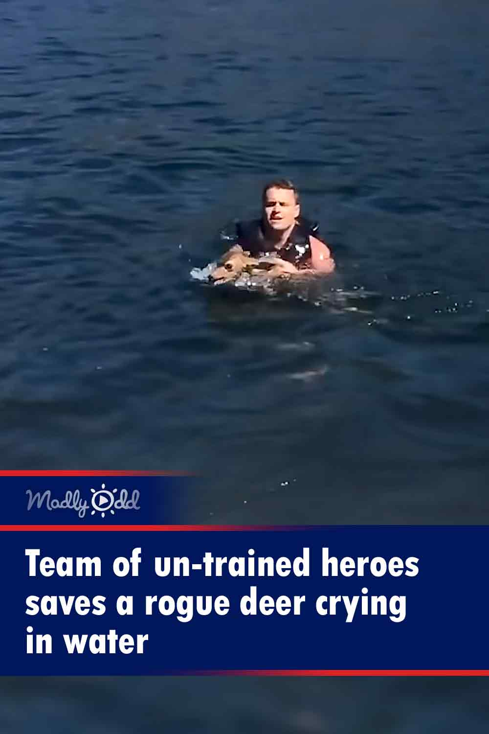 Team of un-trained heroes saves a rogue deer crying in water