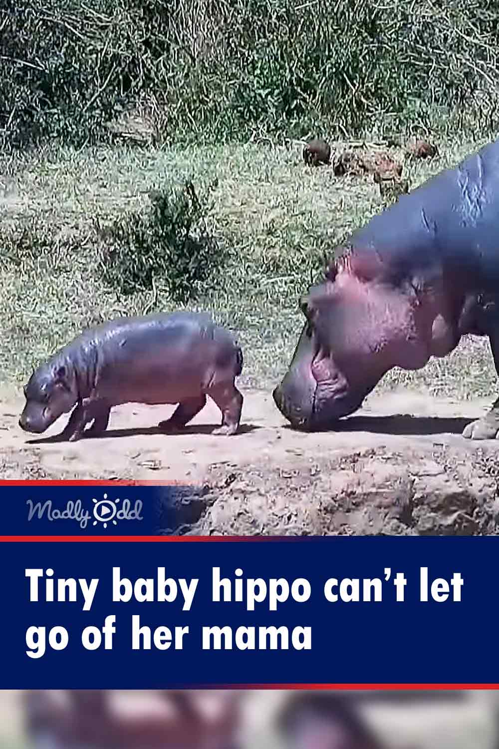 Tiny baby hippo can’t let go of her mama