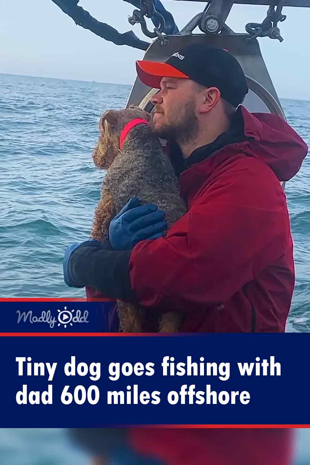 Tiny dog goes fishing with dad 600 miles offshore