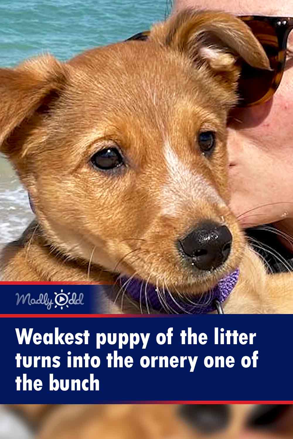Weakest puppy of the litter turns into the ornery one of the bunch