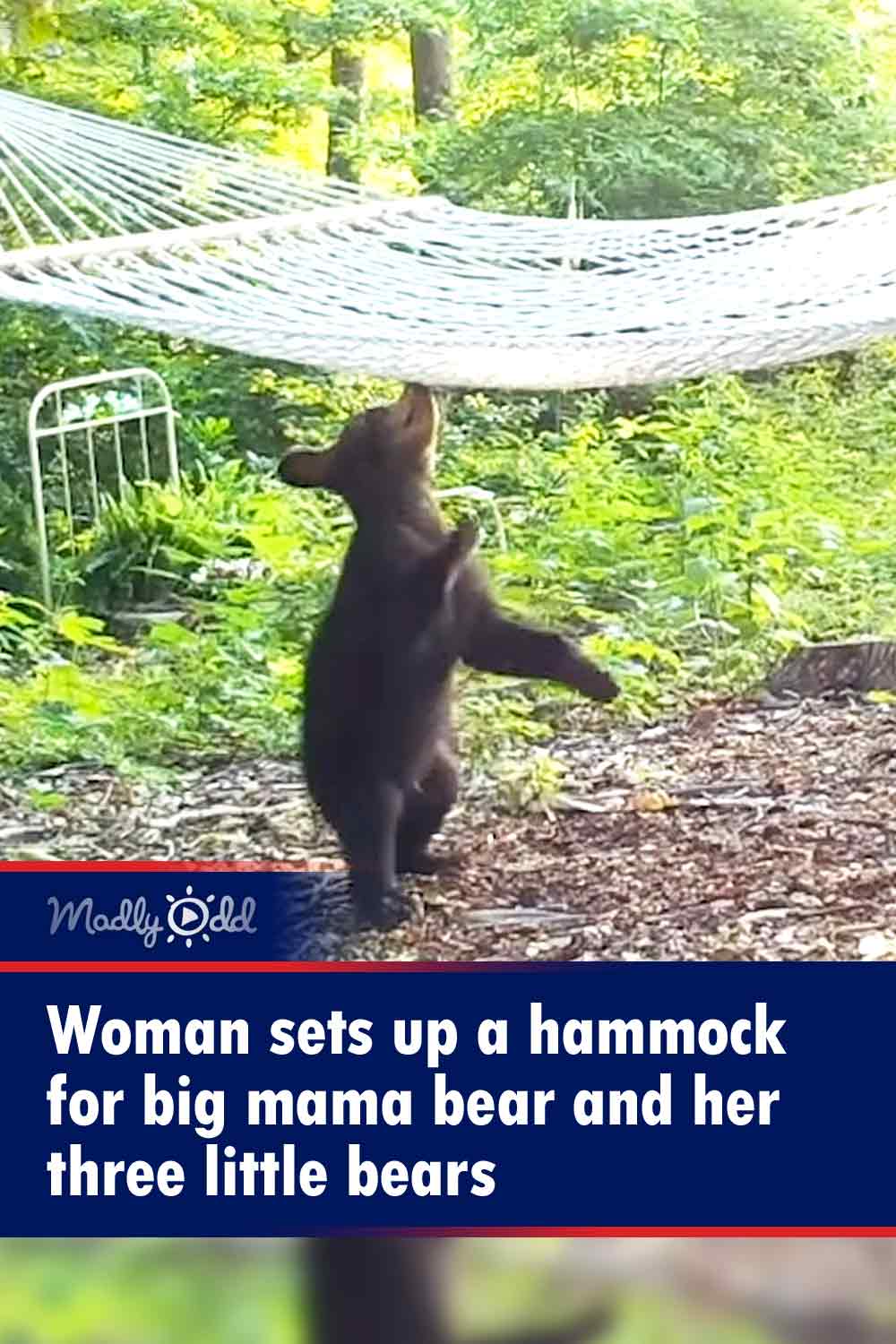 Woman sets up a hammock for big mama bear and her three little bears