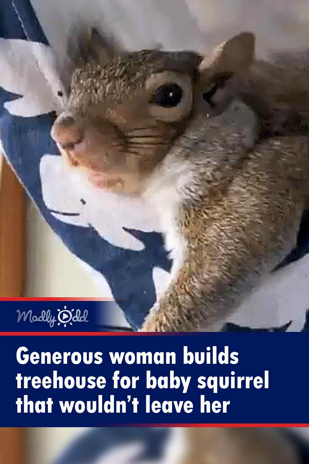 Generous woman builds treehouse for baby squirrel that wouldn’t leave her