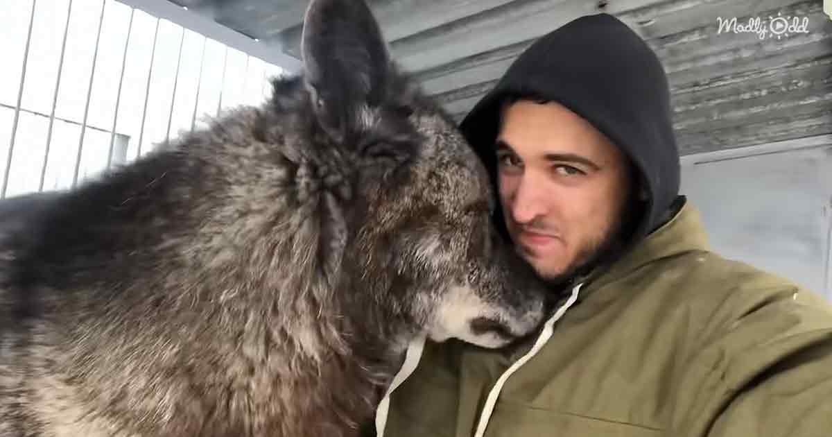 Black Canadian Wolf and his human friend