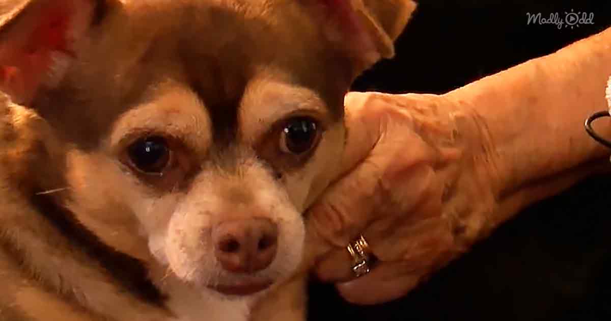 Rescued Chihuahua
