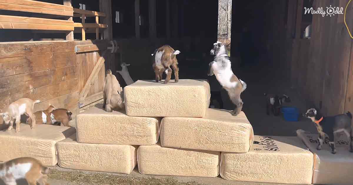 Bouncy baby goats