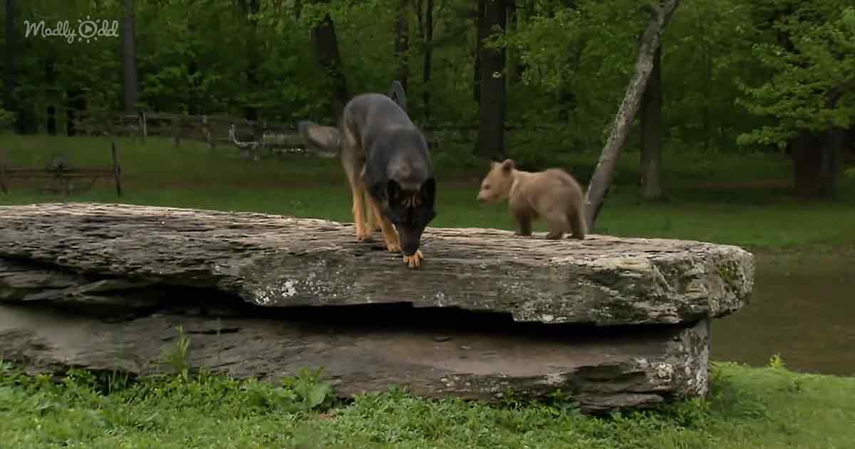 Rescued baby bear and German Shepherd
