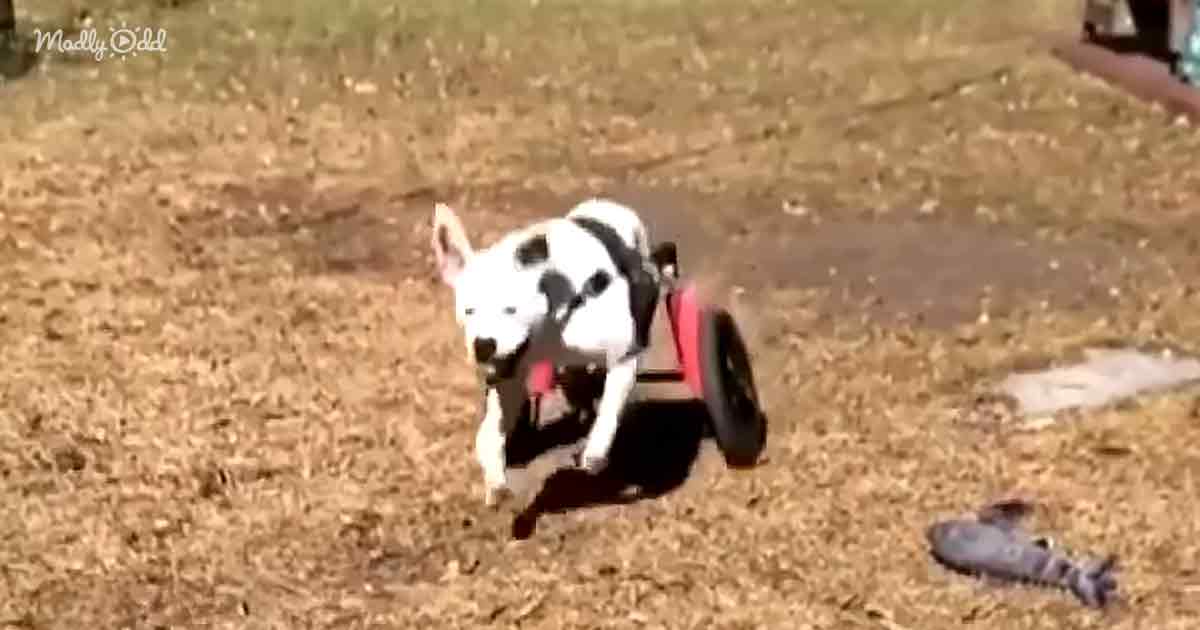 Paralyzed puppy