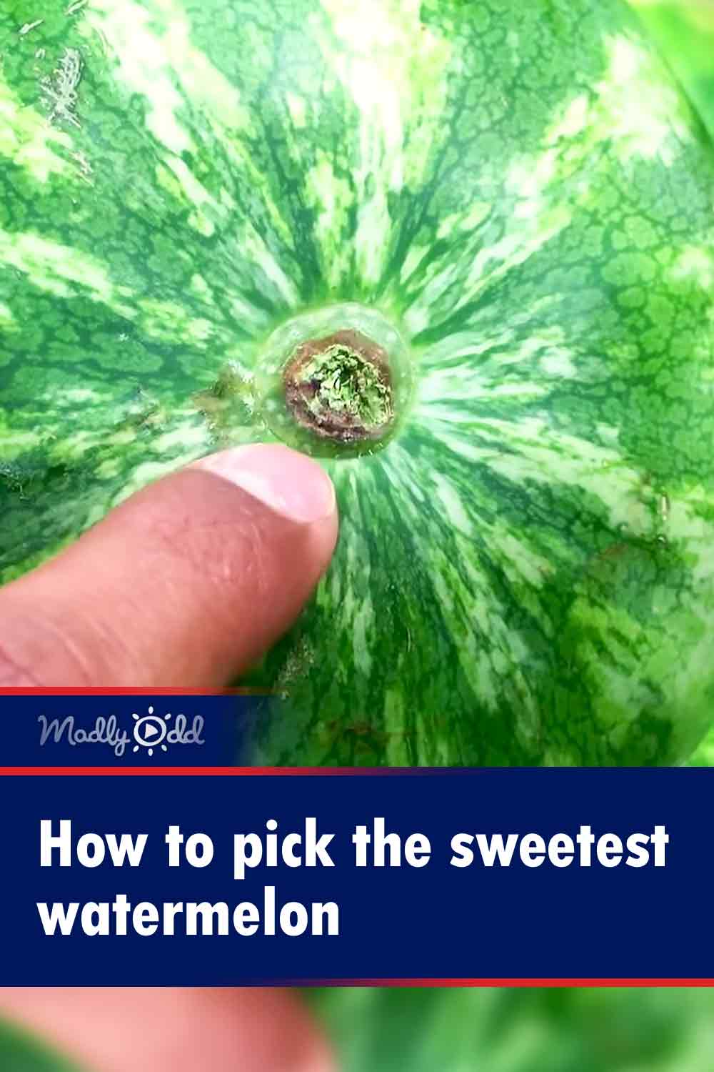 How to pick the sweetest watermelon