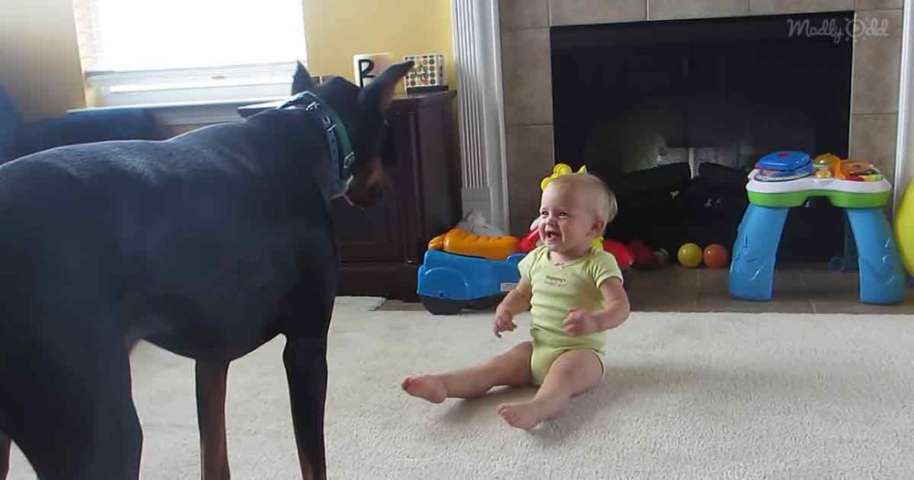 Doberman and toddler playing