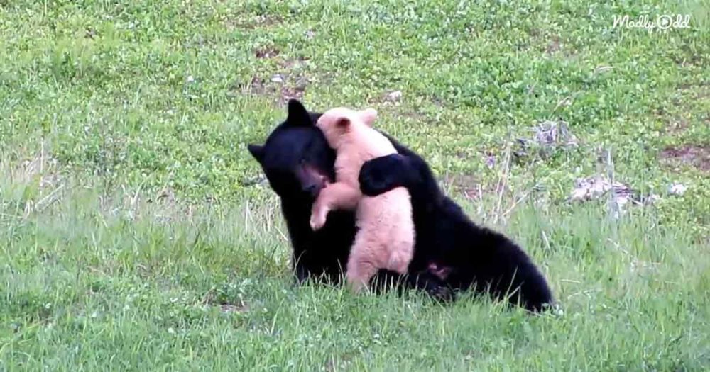 White bear cub and black mama bear