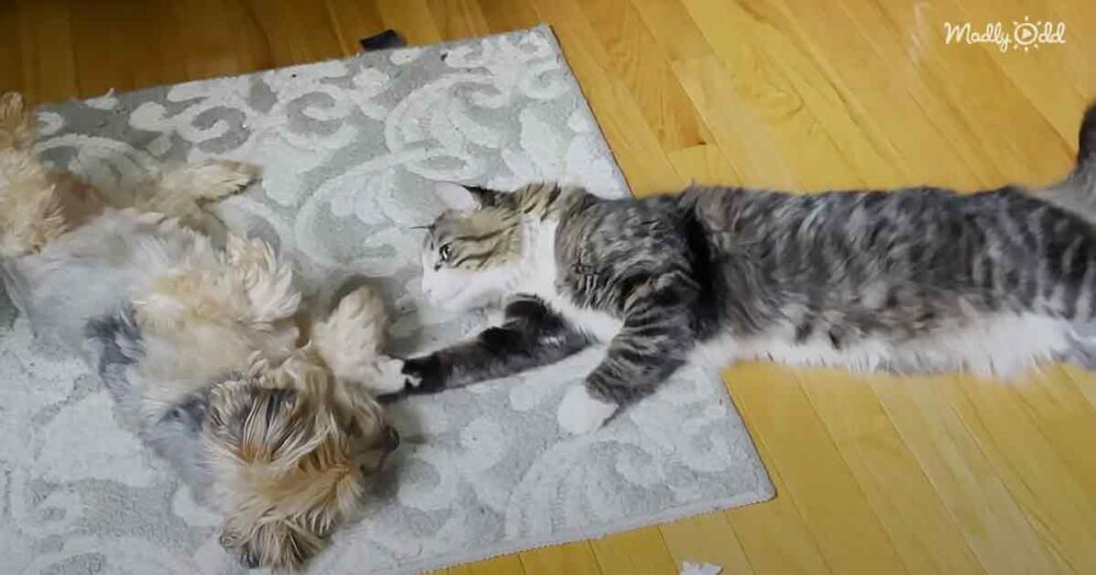 Yorkie meets cat sibling