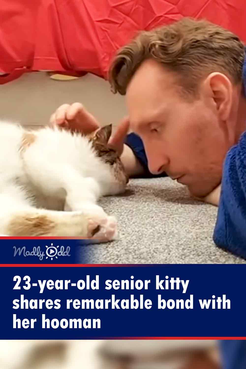 23-year-old senior kitty shares remarkable bond with her hooman