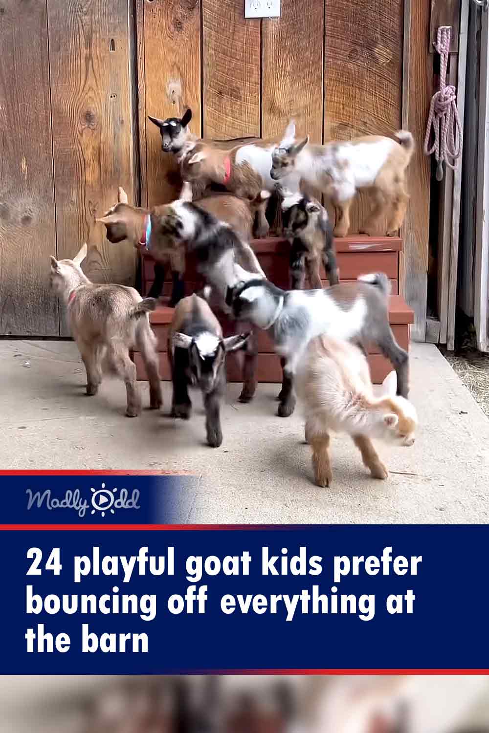 24 playful goat kids prefer bouncing off everything at the barn