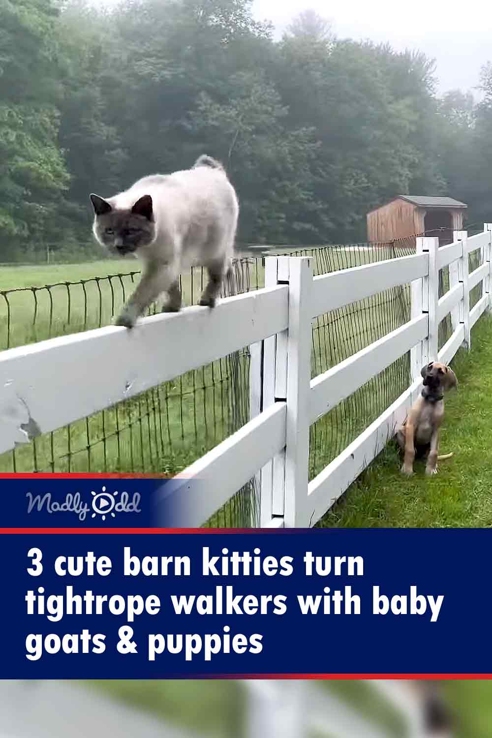 3 cute barn kitties turn tightrope walkers with baby goats & puppies