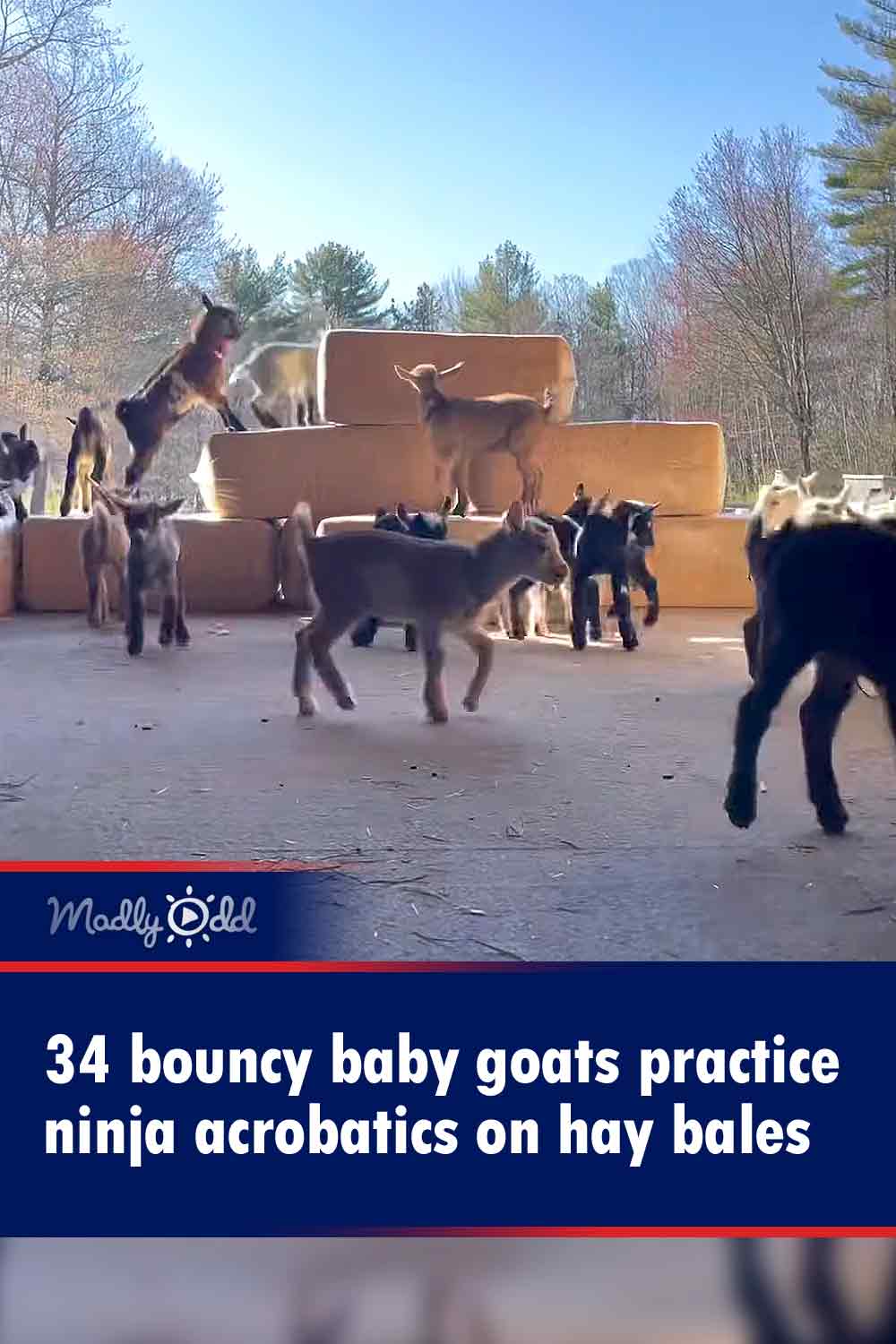 34 bouncy baby goats practice ninja acrobatics on hay bales