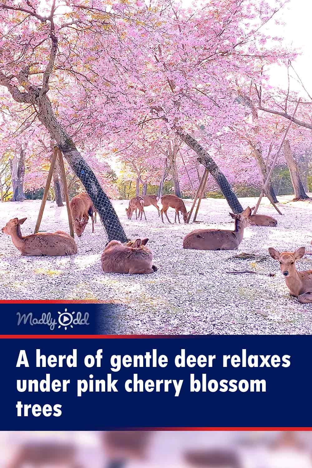 A herd of gentle deer relaxes under pink cherry blossom trees
