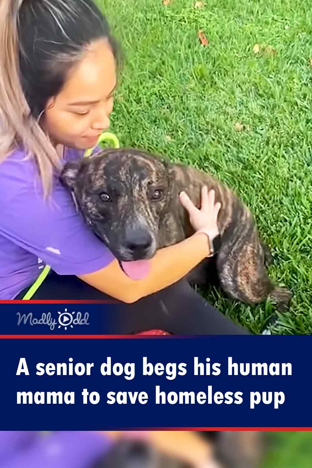 A senior dog begs his human mama to save homeless pup