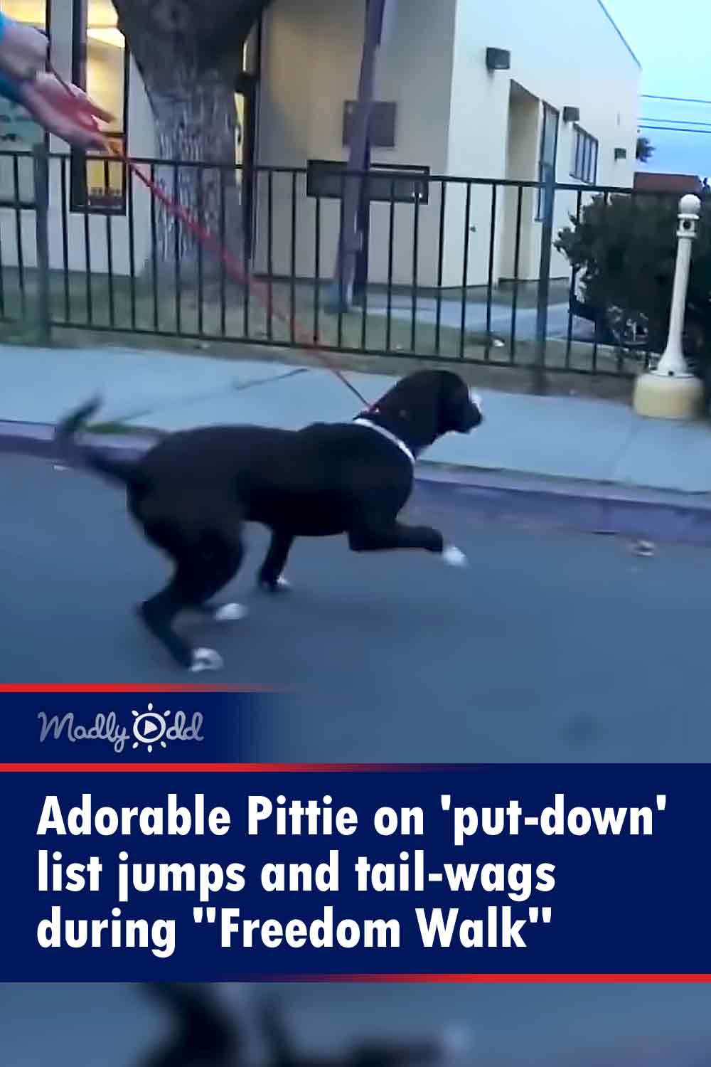 Adorable Pittie on \'put-down\' list jumps and tail-wags during \
