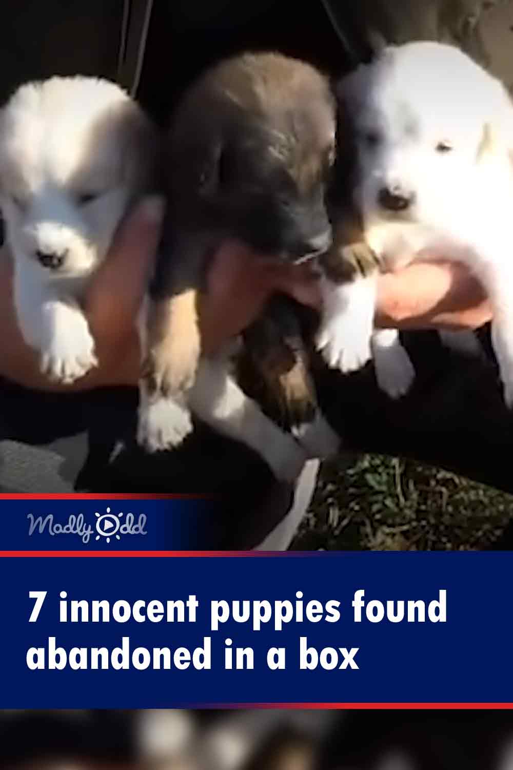 7 innocent puppies found abandoned in a box
