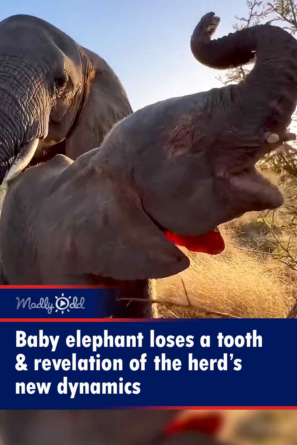 Baby elephant loses a tooth & revelation of the herd’s new dynamics