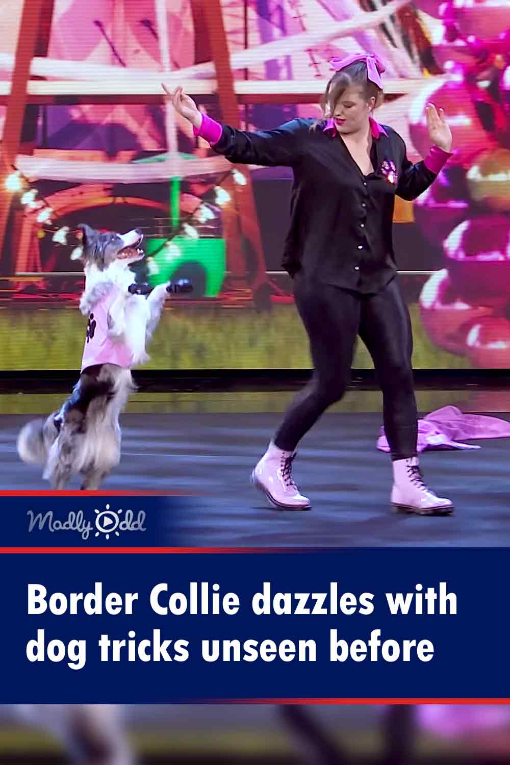 Border Collie dazzles with dog tricks unseen before