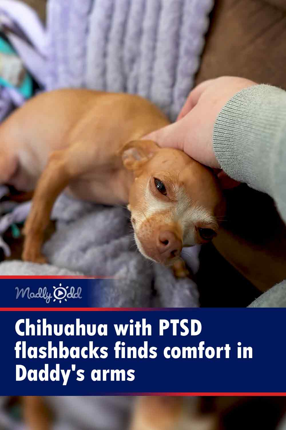 Chihuahua with PTSD flashbacks finds comfort in Daddy\'s arms